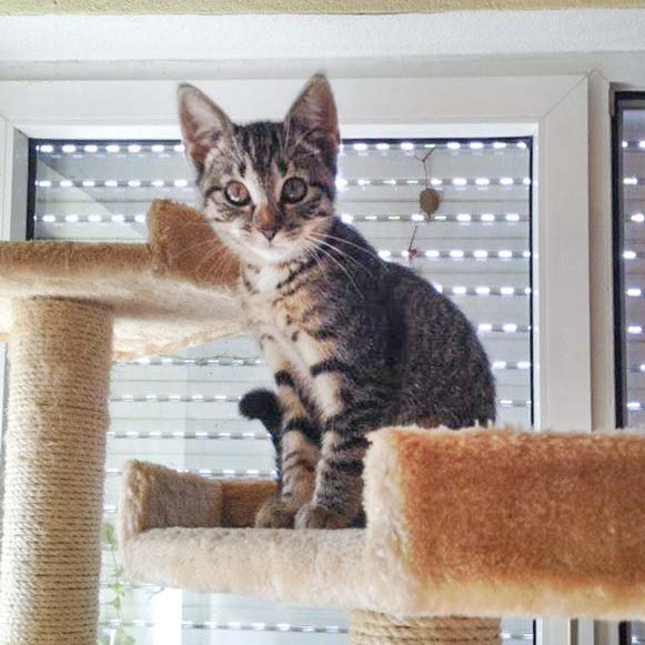 Kätzin Shia / © 2014 Arche KaNaum (DN)