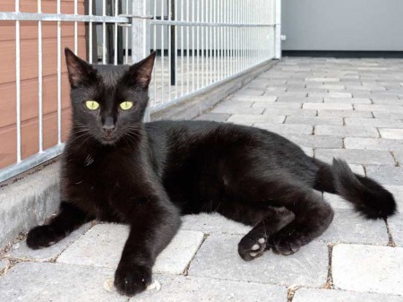 Kater Diego / © 2015 Arche KaNaum (NH)