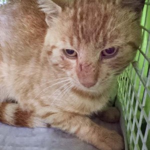 Kastrations-Aktion in Lütersheim Kastrations-Aktion in Lütersheim / © 2014 Arche KaNaum (DN)