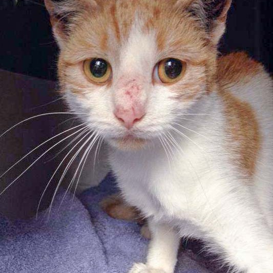 Kastrations-Aktion in Lütersheim Kastrations-Aktion in Lütersheim / © 2014 Arche KaNaum (DN)