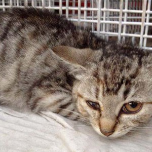 Kastrations-Aktion in Lütersheim Kastrations-Aktion in Lütersheim / © 2014 Arche KaNaum (DN)