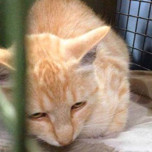 Kastrations-Aktion in Lütersheim Kastrations-Aktion in Lütersheim / © 2014 Arche KaNaum (DN)