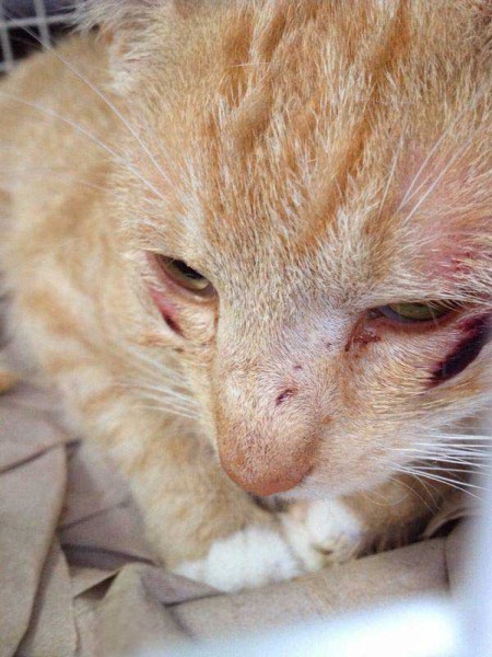 Kastrations-Aktion in Lütersheim / © 2014 Arche KaNaum (DN)