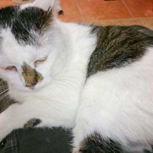 Kater Manni Kater Manni / © 2014 Tierhilfe Cat Trias