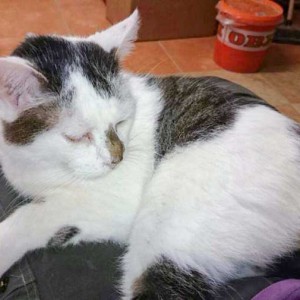 Kater Manni Kater Manni / © 2014 Tierhilfe Cat Trias