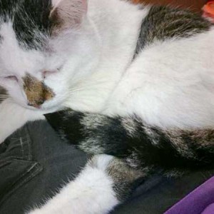 Kater Manni Kater Manni / © 2014 Tierhilfe Cat Trias