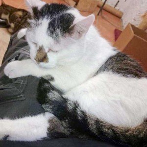 Kater Manni Kater Manni / © 2014 Tierhilfe Cat Trias