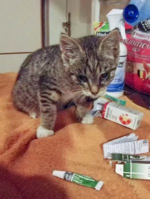 Kätzin Tammy - so sah sie aus, als sie zu uns kam / © 2014 Arche KaNaum (DN)