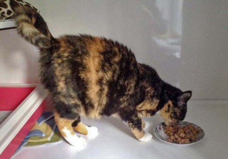 Kätzin Nala hat in ihrem Zuhause ganz schön zugelegt. Jetzt muss sie erst mal wieder abspecken ... / © 2014 Arche KaNaum (DN)