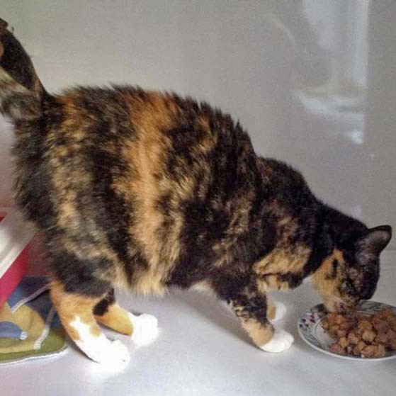 Kätzin Nala hat in ihrem Zuhause ganz schön zugelegt. Jetzt muss sie erst mal wieder abspecken … Kätzin Nala hat in ihrem Zuhause ganz schön zugelegt. Jetzt muss sie erst mal wieder abspecken ... / © 2014 Arche KaNaum (DN)