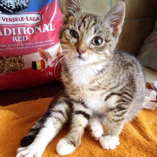 Kätzin Tammy Kätzin Tammy / © 2014 Arche KaNaum (DN)