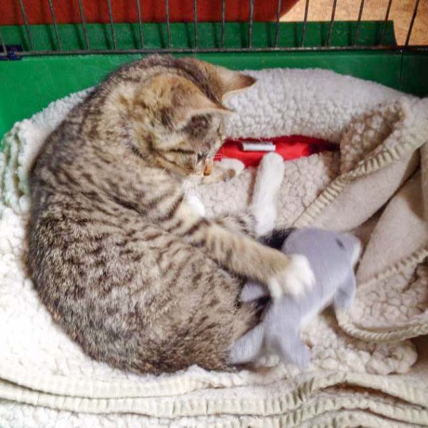 Kätzin Tammy Kätzin Tammy / © 2014 Arche KaNaum (DN)