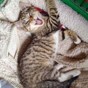 Kätzin Tammy Kätzin Tammy / © 2014 Arche KaNaum (DN)