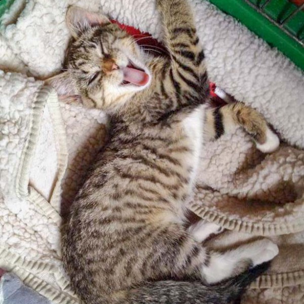 Kätzin Tammy Kätzin Tammy / © 2014 Arche KaNaum (DN)