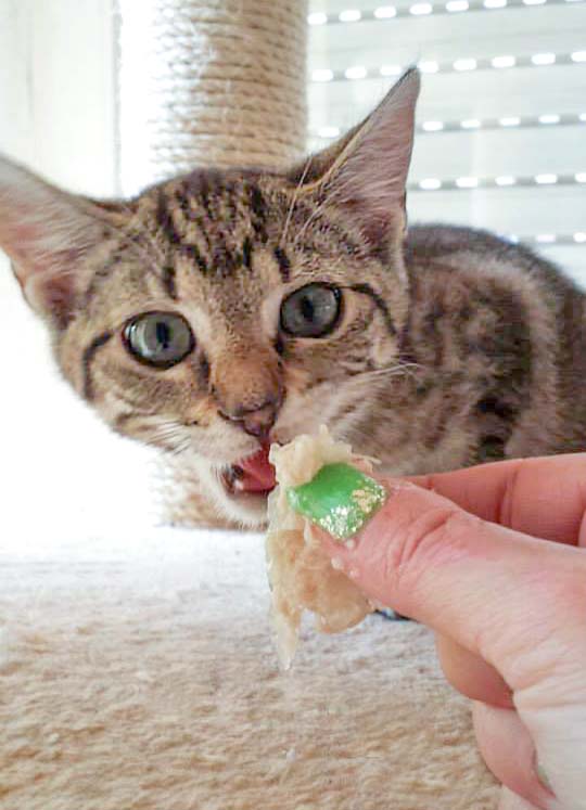 Kätzin Minu / © 2014 Arche KaNaum (DN)