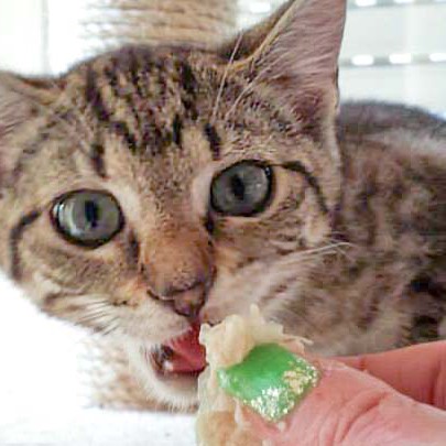 Kätzin Minu / © 2014 Arche KaNaum (DN)