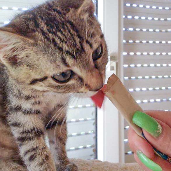 Kätzin Minu / © 2014 Arche KaNaum (DN)