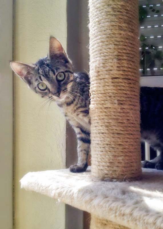 Kätzin Chucky / © 2014 Arche KaNaum (DN)