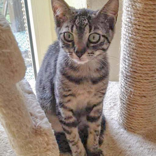 Kätzin Chucky / © 2014 Arche KaNaum (DN)