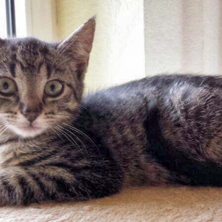 Kätzin Chucky / © 2014 Arche KaNaum (DN)