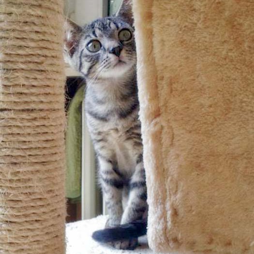 Kätzin Chucky / © 2014 Arche KaNaum (DN)