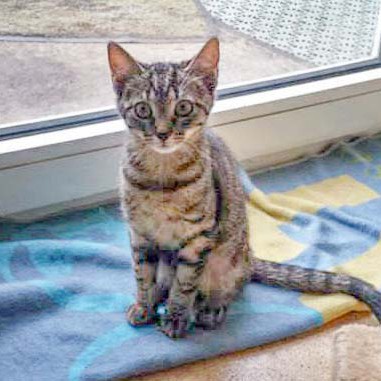 Kätzin Chucky / © 2014 Arche KaNaum (DN)