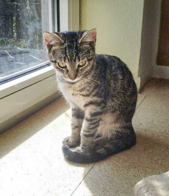 Kätzin Laura / © 2014 Arche KaNaum (DN)