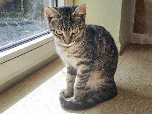 Kätzin Laura / © 2014 Arche KaNaum (DN)