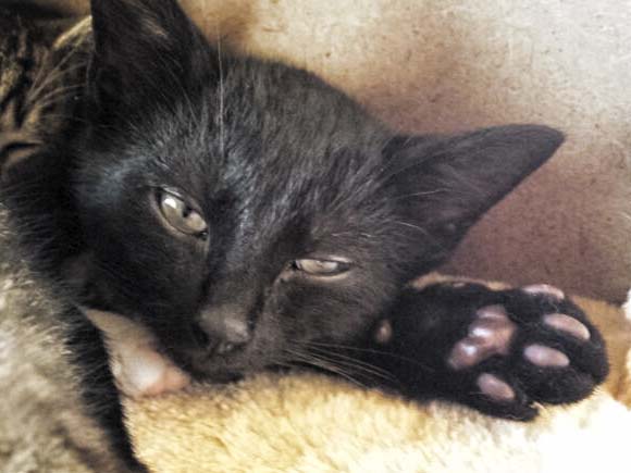 Kätzin Lucy / © 2014 Arche KaNaum (DN)