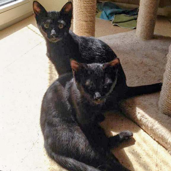 Kätzin Lucy und Bruder Lukas Kätzin Lucy und Bruder Lukas / © 2014 Arche KaNaum (DN)