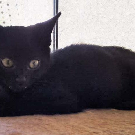 Kater Lukas / © 2014 Arche KaNaum (DN)