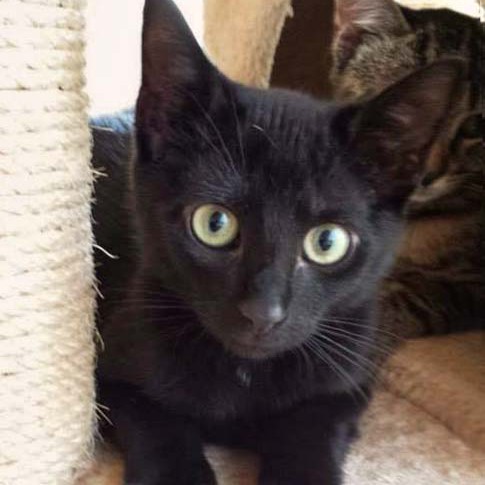 Kater Lukas / © 2014 Arche KaNaum (DN)