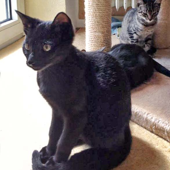 Kater Lukas / © 2014 Arche KaNaum (DN)