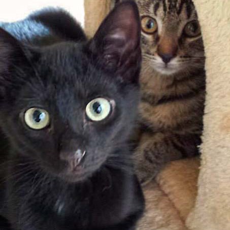 Kater Lukas / © 2014 Arche KaNaum (DN)