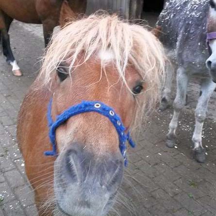 Gnadenhof-Pferd Otto Gnadenhof-Pferd Otto / © 2014 Privat