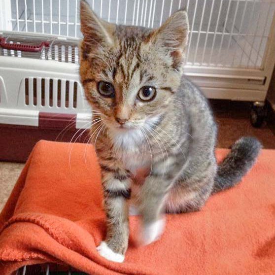 Kätzin Tammy Kätzin Tammy / © 2014 Arche KaNaum (DN)