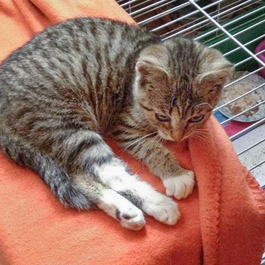 Kätzin Tammy Kätzin Tammy / © 2014 Arche KaNaum (DN)