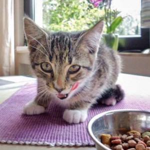 Kater Elliot / © 2014 Privat