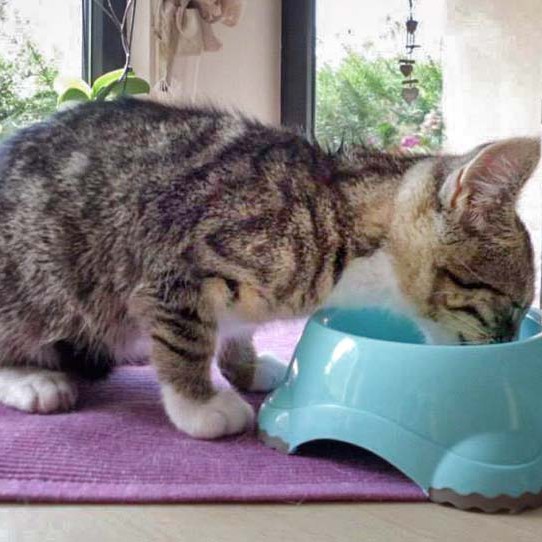 Kater Elliot / © 2014 Privat