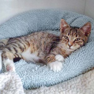 Kater Elliot Kater Elliot / © 2014 Arche KaNaum (DN)