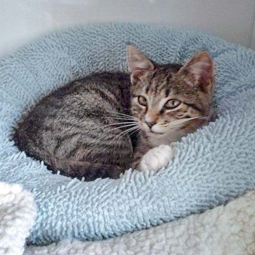 Kater Elliot / © 2014 Arche KaNaum (DN)