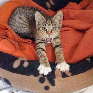 Kätzin Tammy / © 2014 Arche KaNaum (DN)