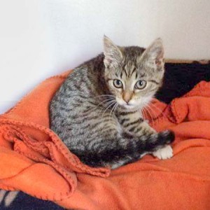 Kätzin Tammy Kätzin Tammy / © 2014 Arche KaNaum (DN)