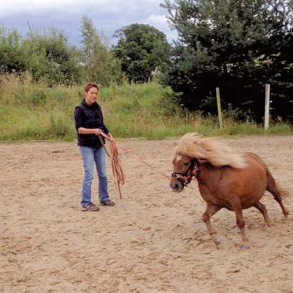 Gnadenhof-Pferd Otto trainiert fleißig … Gnadenhof-Pferd Otto trainiert fleißig ... / © 2014 Arche KaNaum (LD)