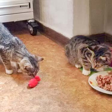 Kätzin Tammy (l.) und Kater Elliot beim ersten Kennenlernen Kätzin Tammy (l.) und Kater Elliot beim ersten Kennenlernen / © 2014 Arche KaNaum (DN)