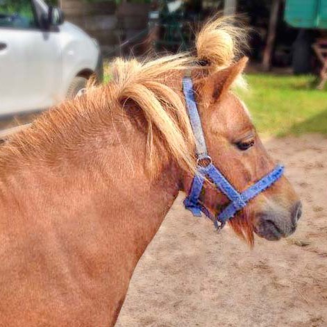 Gnadenhof-Pferd Otto / © 2014 Arche KaNaum (D.N.)
