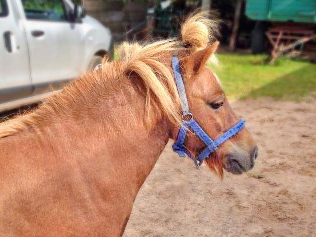 Gnadenhof-Pferd Otto / © 2014 Arche KaNaum (D.N.)
