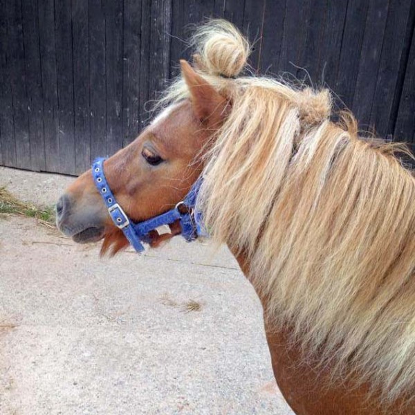 Gnadenhof-Pferd Otto Gnadenhof-Pferd Otto / © 2014 Arche KaNaum (D.N.)