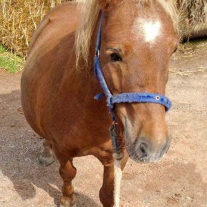 Gnadenhof-Pferd Otto / © 2014 Arche KaNaum (D.N.)