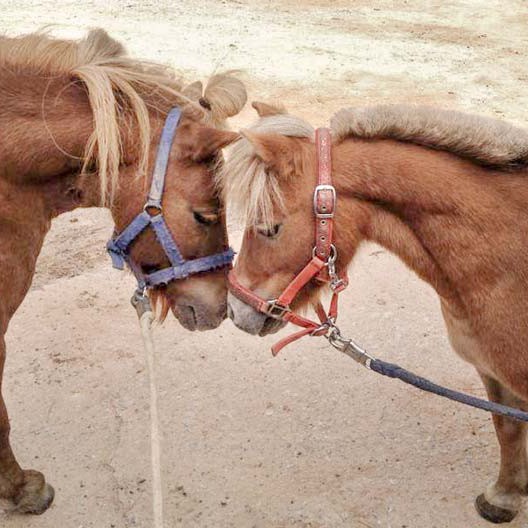 Mögen sich auf Anhieb: Gnadenhof-Pferde Otto (l.) und Emma Mögen sich auf Anhieb: Gnadenhof-Pferde Otto (l.) und Emma / © 2014 Arche KaNaum (D.N.)
